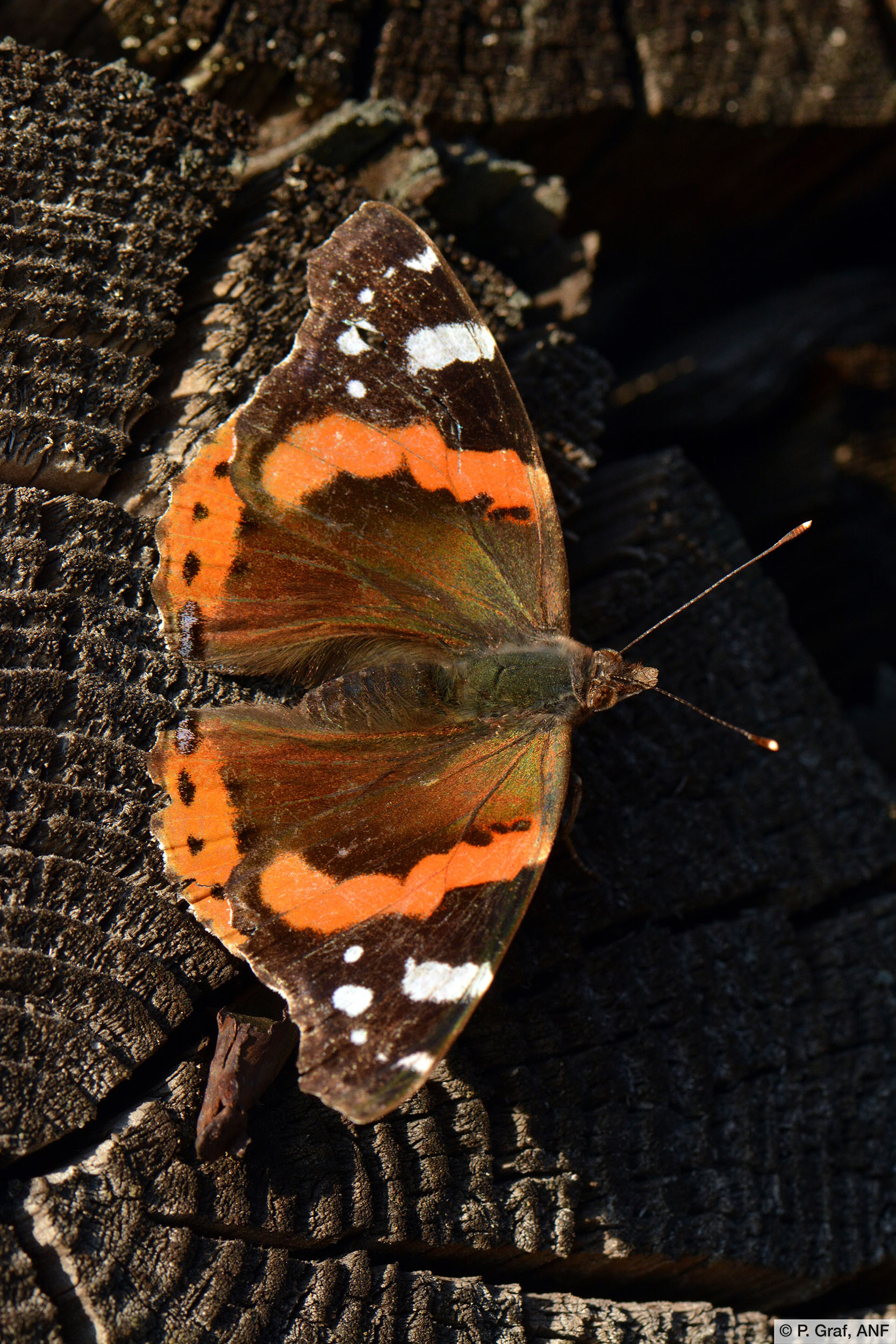Admiral (Vanessa atalanta)