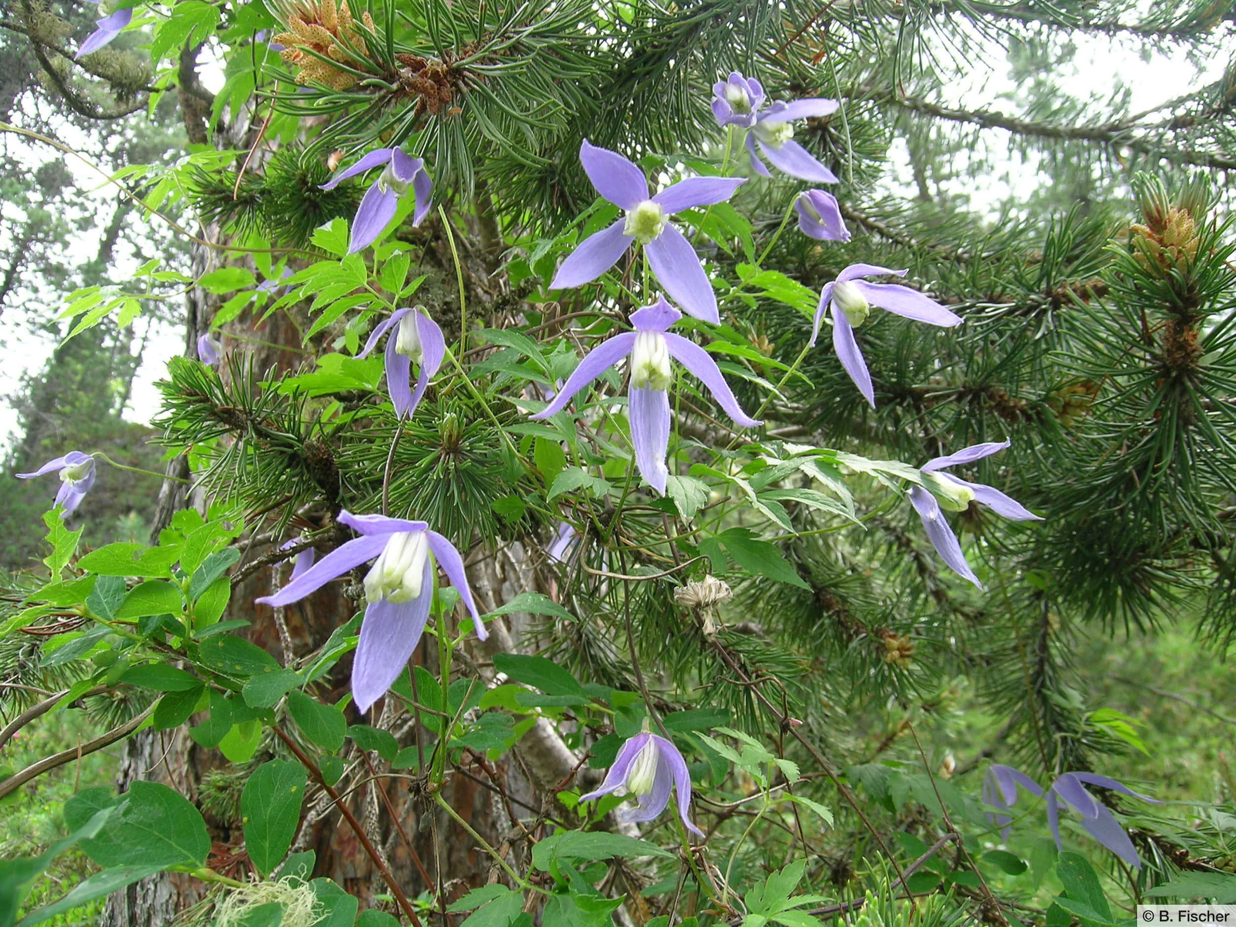 Alpen-Waldrebe (Clematis alpina)