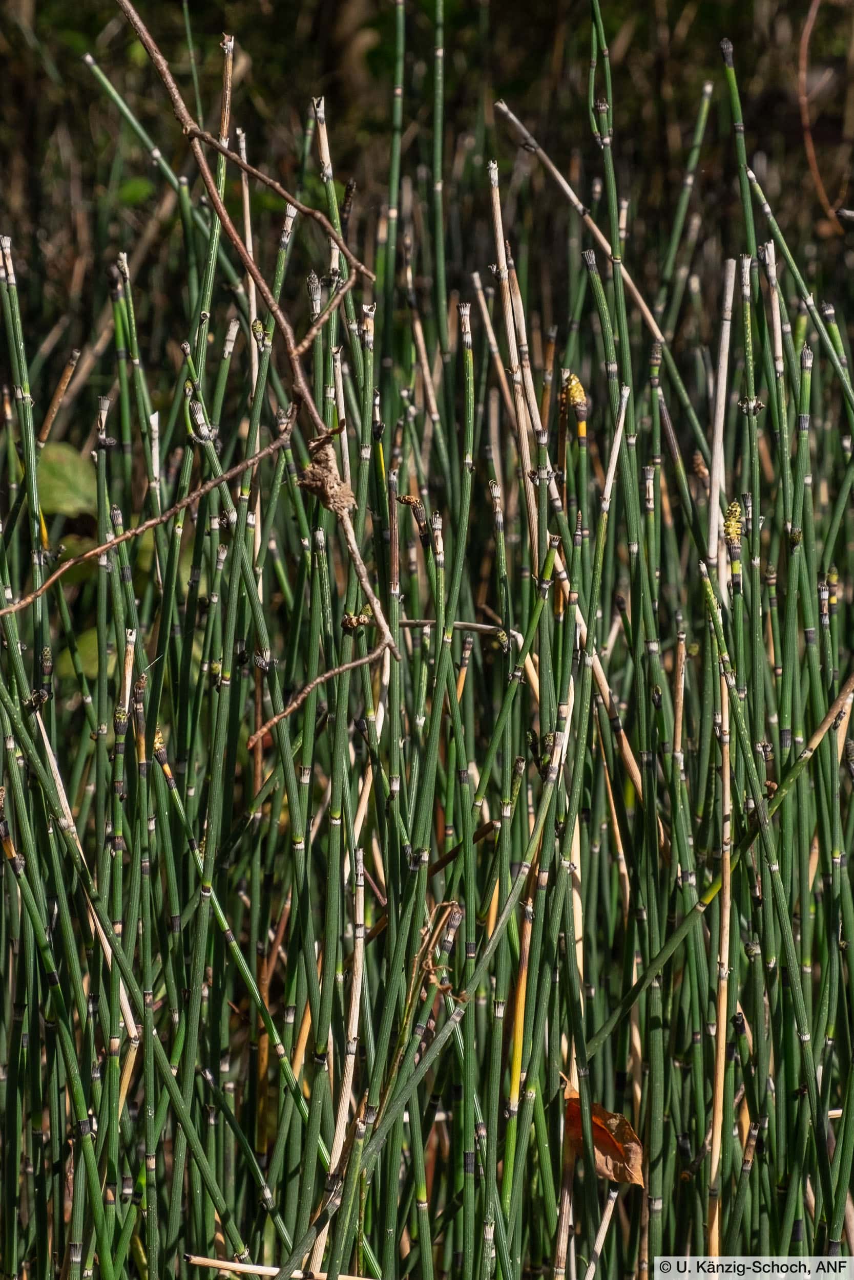 Winter-Schachtelhalm (Equisetum hyemale)