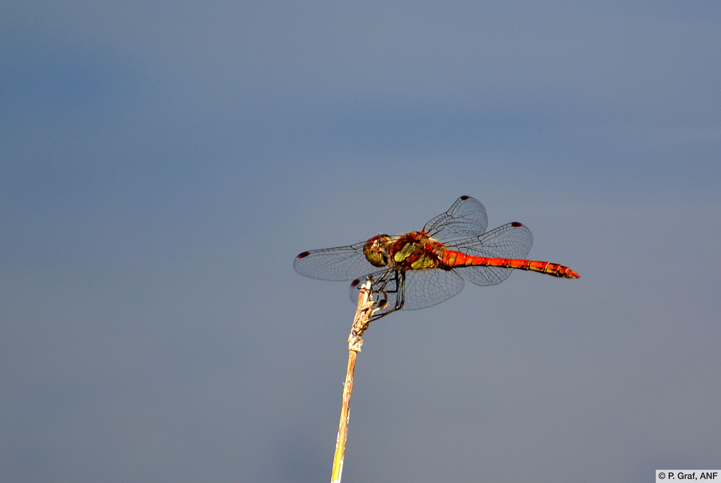 Grosse Heidelibelle (Sympetrum striolatum)