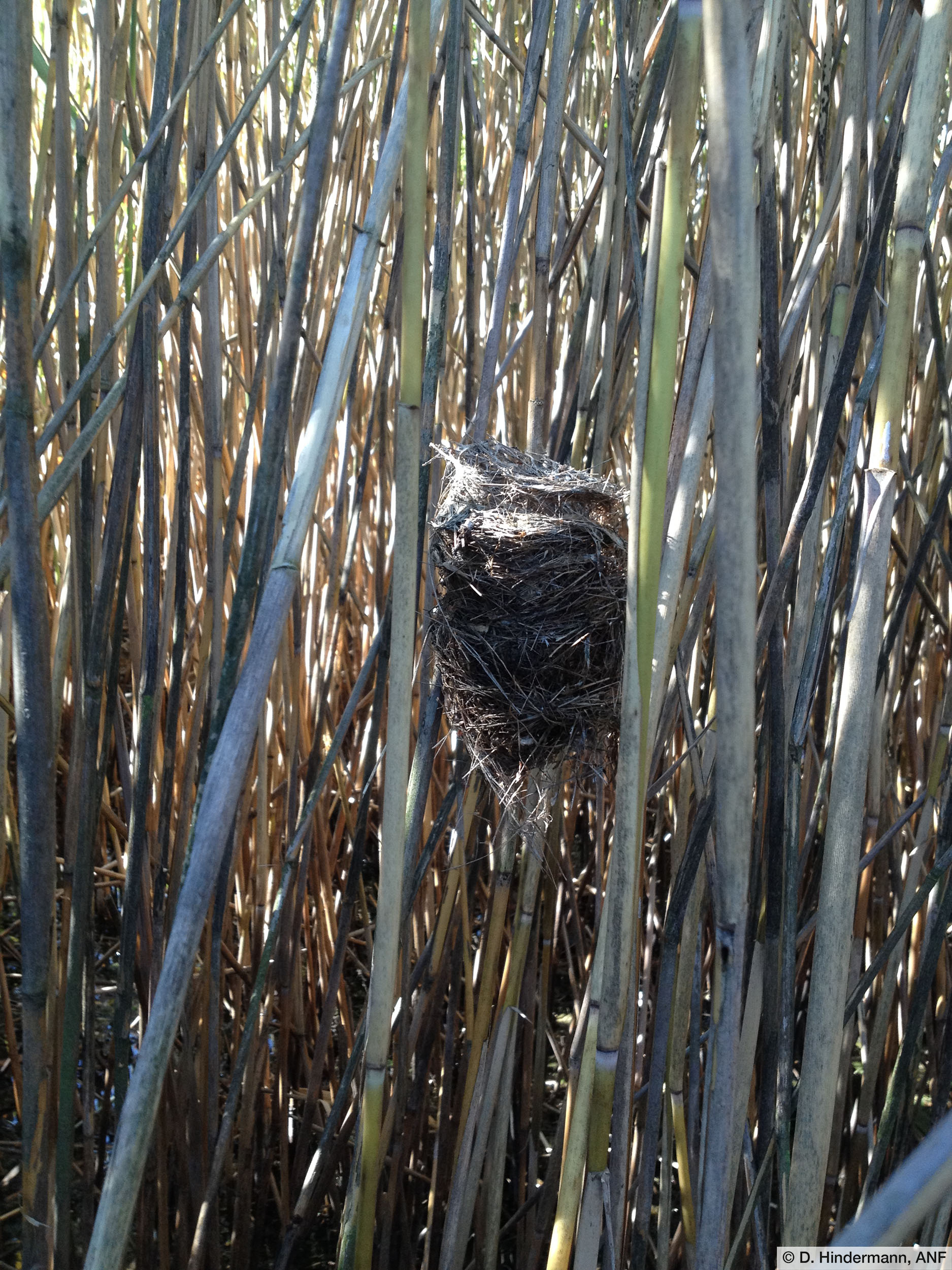 Vogelnest im Schilf