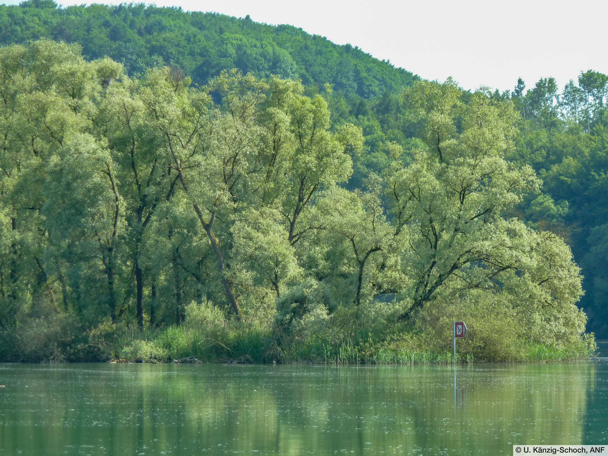 Silberweide (Salix alba)