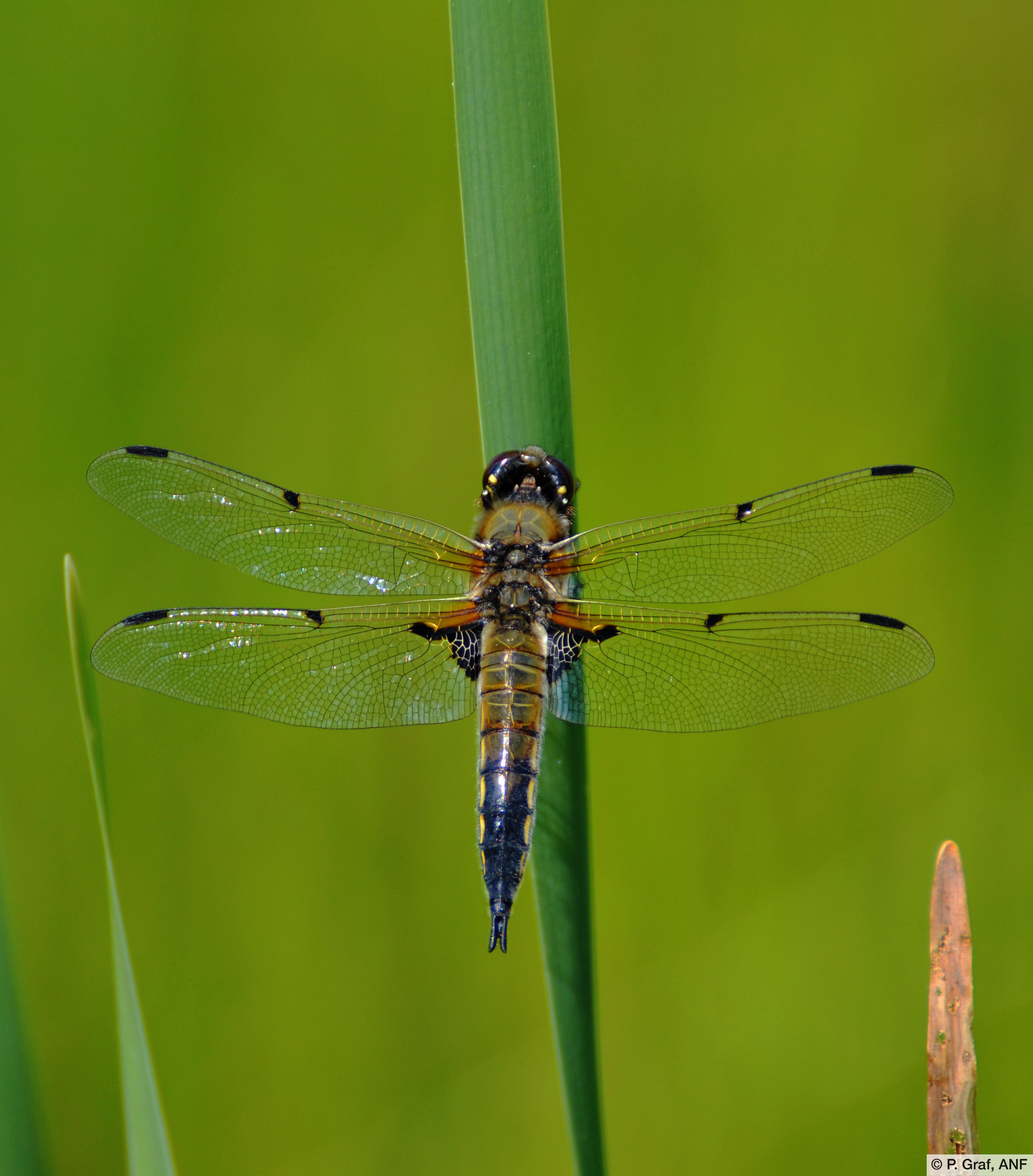Vierfleck (Libellula quadrimaculata)