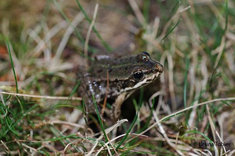 Wasserfrosch