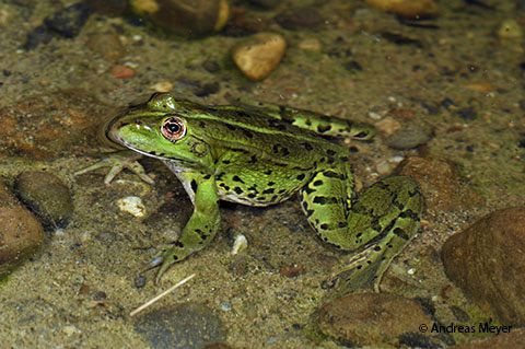 Wasserfrosch