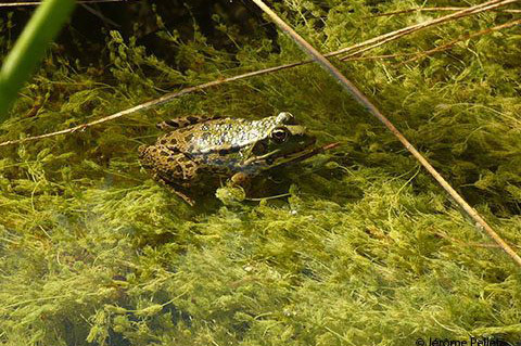 Wasserfrosch