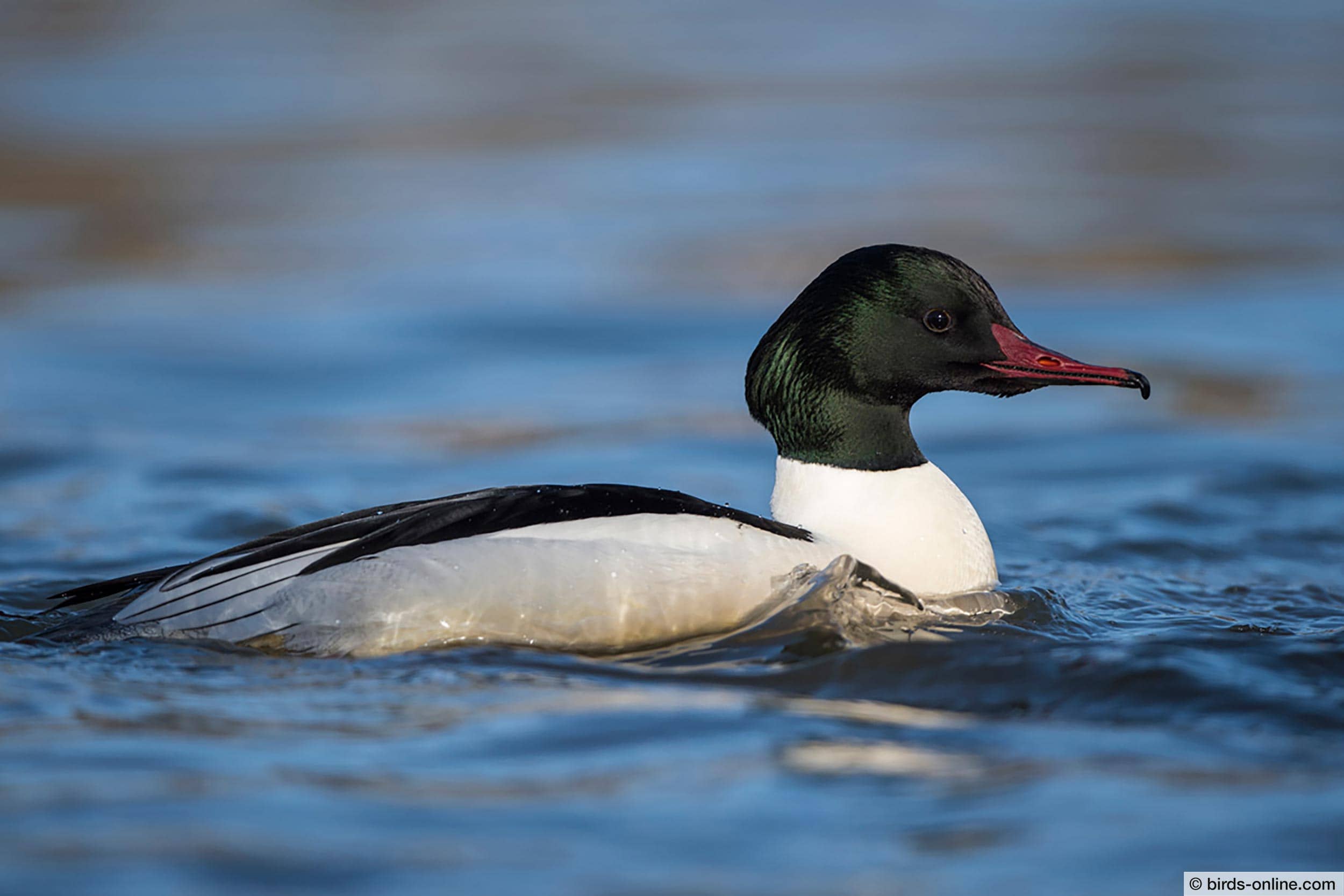 Gänsesäger-Männchen (Mergus merganser)