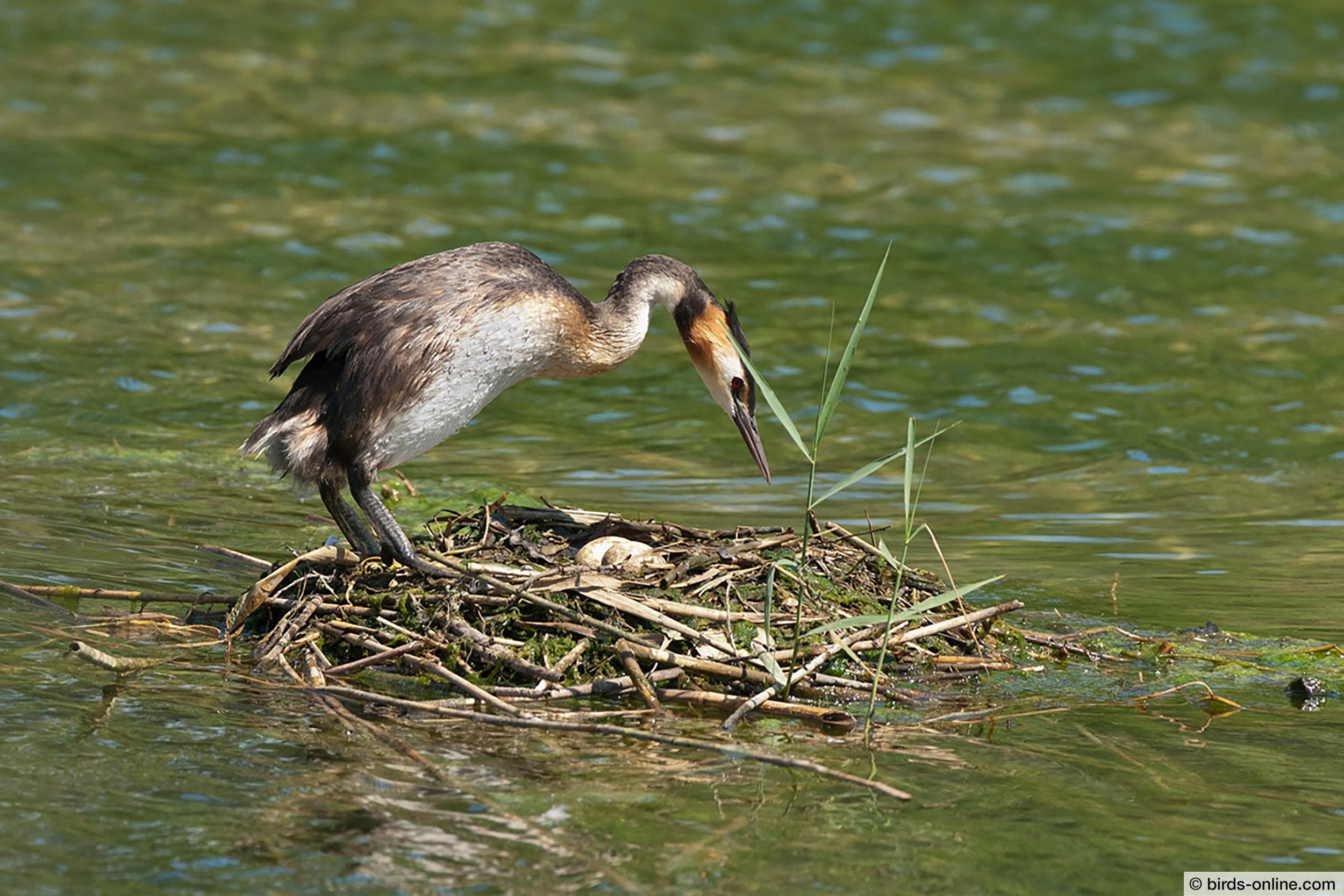 Haubentaucher (Podiceps cristatus)