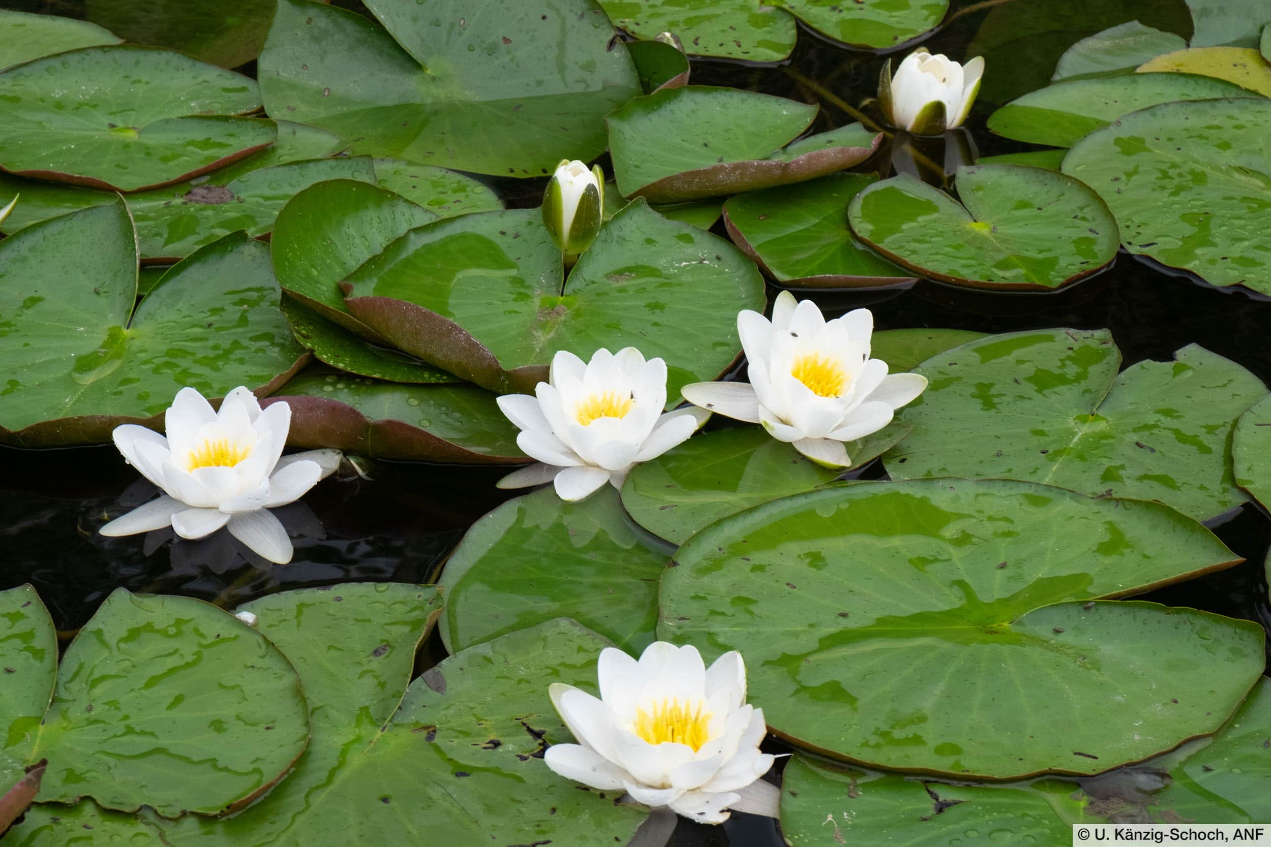 Weisse Seerose (Nymphaea alba)